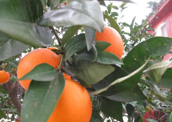 Lägenhetshotell Dream Park