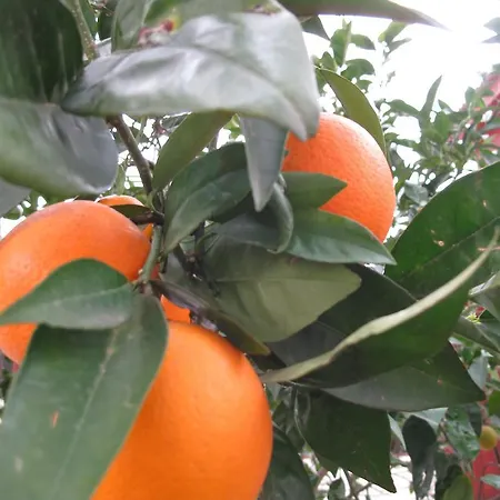 Apartahotel Dream Park